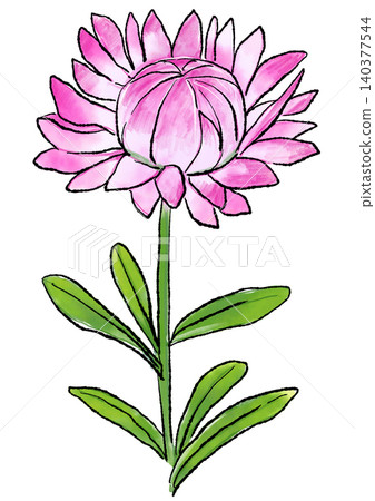 Hand-drawn line art and watercolor illustration of blooming strawflowers Hand-drawn line art and watercolor illustration of blooming strawflowers 140377544