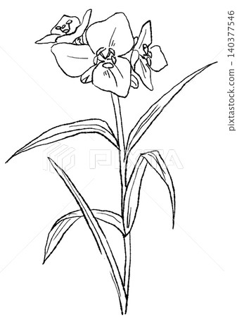 A hand-drawn line art illustration of blooming spiderwort flowers. A hand-drawn line art illustration of blooming spiderwort flowers. 140377546