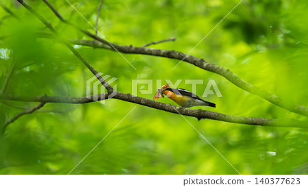 A male Narcissus Flycatcher carrying a moth in a lush green forest (raising young and bringing food). 140377623