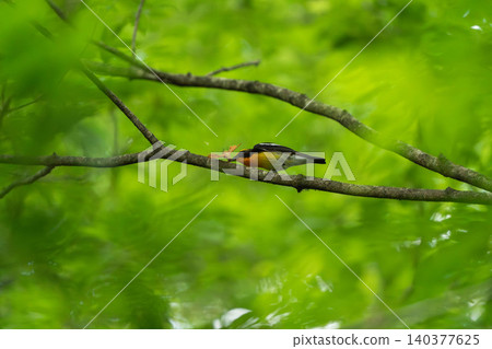 A male Narcissus Flycatcher carrying a moth in a lush green forest (raising young and bringing food). 140377625