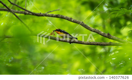 A male Narcissus Flycatcher carrying a moth in a lush green forest (raising young and bringing food). 140377626