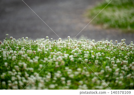公園小路兩旁,成簇盛開著白三葉草花。 公園小路兩旁,成簇盛開著白三葉草花。 140378109