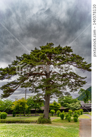 在山形縣金山町的一個廣場上,一棵高大的松樹矗立在陰雲密佈的天空下。 在山形縣金山町的一個廣場上,一棵高大的松樹矗立在陰雲密佈的天空下。 140378110