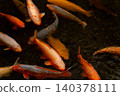 A school of brightly colored koi swimming in a waterway in Kaneyama Town, Yamagata Prefecture. 140378111