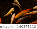 A school of brightly colored koi swimming in a waterway in Kaneyama Town, Yamagata Prefecture. 140378112