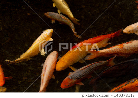 A school of brightly colored koi swimming in a waterway in Kaneyama Town, Yamagata Prefecture. 140378112