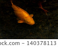 Golden koi swimming in the clear waters of Kaneyama Town, Yamagata Prefecture. 140378113
