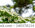 White dogwood blossoms blooming in the park in early summer. 140378114