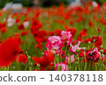A field of red and pink poppies (Shirley poppies) in full bloom. 140378118