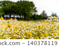 A field of chamomile in full bloom stretches out beneath lush green trees and a blue sky. 140378119