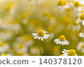 German chamomile in full bloom spreads across the herb garden in early summer. 140378120