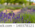 A field of vibrant purple lavender in the early summer breeze. 140378121