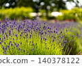A cluster of lavender in full bloom, bathed in the fresh light of early summer. 140378122