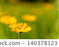 Dyer's chamomile (a yellow flower of the Asteraceae family) blooms in the early summer sunlight. 140378123