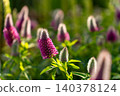 The flowers of Trifolium rubens shine in the early summer sunlight, shining against the light. 140378124