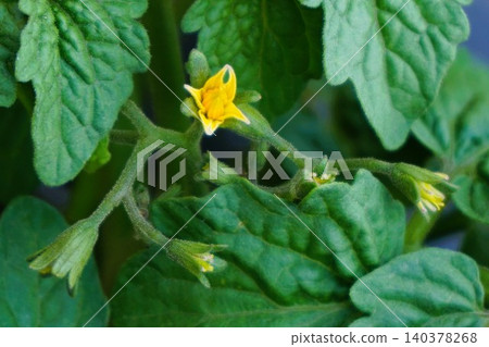 Mini Tomato, Mini Hime, Dwarf Mini Tomato, Easy-to-Grow Mini Tomato Mini Tomato, Mini Hime, Dwarf Mini Tomato, Easy-to-Grow Mini Tomato 140378268