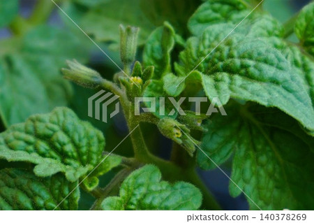 Mini Tomato, Mini Hime, Dwarf Mini Tomato, Easy-to-Grow Mini Tomato Mini Tomato, Mini Hime, Dwarf Mini Tomato, Easy-to-Grow Mini Tomato 140378269