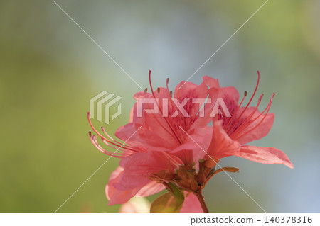 Tokusenjo's Vermilion - A close-up of the lovely blooming mountain azalea Tokusenjo's Vermilion - A close-up of the lovely blooming mountain azalea 140378316