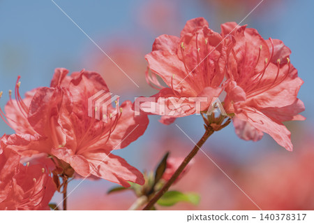 Senjo Mountain, ablaze in the blue sky - azaleas in full bloom Senjo Mountain, ablaze in the blue sky - azaleas in full bloom 140378317