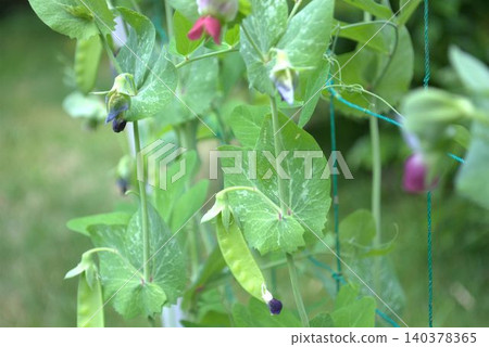 Cultivation of snow peas Cultivation of snow peas 140378365