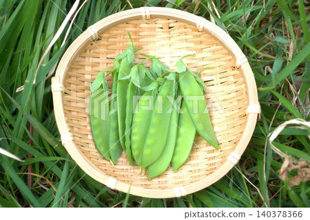 Harvested peas Harvested peas 140378366