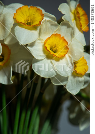 Yellow Daffodil Flowers bud with Bright Orange Cups in Spring Bouquet floral Background Yellow Daffodil Flowers bud with Bright Orange Cups in Spring Bouquet floral Background 140378691