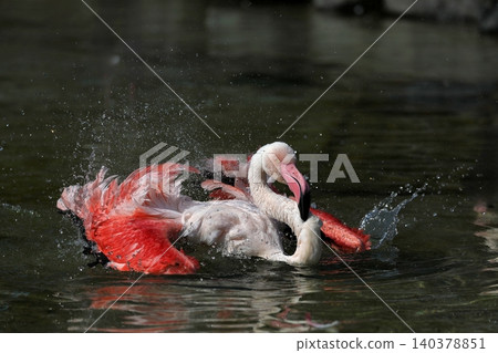 Chilean flamingos take a bath, splashing water everywhere. Chilean flamingos take a bath, splashing water everywhere. 140378851