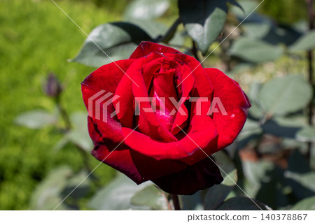 深紅色玫瑰船歌 深紅色玫瑰船歌 140378867
