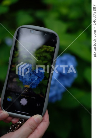 一位女士用智慧型手機拍攝繡球花時,她的雙手。 一位女士用智慧型手機拍攝繡球花時,她的雙手。 140378897