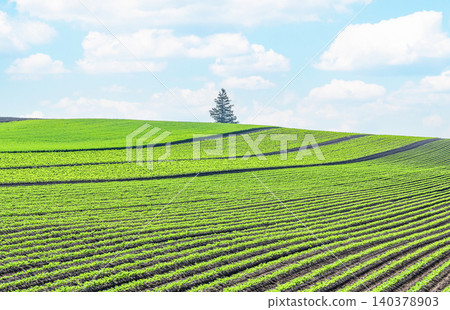 A vast field and a single tree (image) A vast field and a single tree (image) 140378903