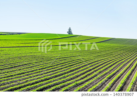 A vast field and a single tree (image) A vast field and a single tree (image) 140378907