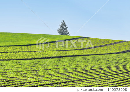 A vast field and a single tree (image) A vast field and a single tree (image) 140378908