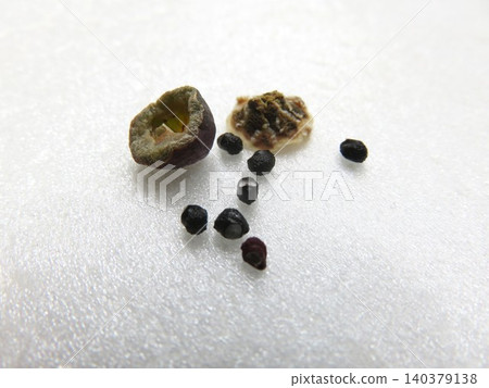 Ikaruga: Seed pods and seeds 140379138