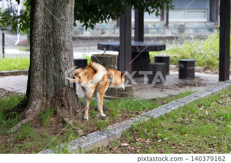 柴犬尿尿 柴犬尿尿 140379162
