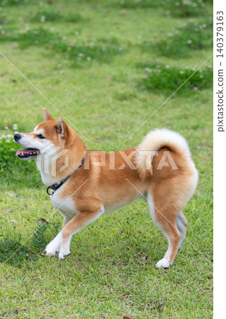 Shiba Inu Shiba Inu 140379163