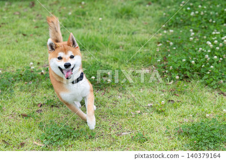 Running Shiba Inu Running Shiba Inu 140379164