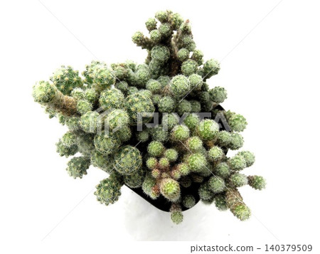 Bumpy cactus Bumpy cactus 140379509