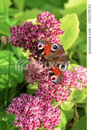 Beautiful Peacock butterfly (Aglais io) with vibrant eye spots sitting on pink Sedum (Stonecrop) flowers in sunny garden. Beautiful Peacock butterfly (Aglais io) with vibrant eye spots sitting on pink Sedum (Stonecrop) flowers in sunny garden. 140379541