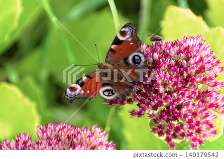 Beautiful Peacock butterfly (Aglais io) with vibrant eye spots sitting on pink Sedum (Stonecrop) flowers in sunny garden. 140379542
