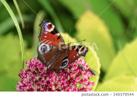 Beautiful Peacock butterfly (Aglais io) with vibrant eye spots sitting on pink Sedum (Stonecrop) flowers in sunny garden. Beautiful Peacock butterfly (Aglais io) with vibrant eye spots sitting on pink Sedum (Stonecrop) flowers in sunny garden. 140379544