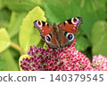 Beautiful Peacock butterfly (Aglais io) with vibrant eye spots sitting on pink Sedum (Stonecrop) flowers in sunny garden. 140379545