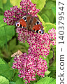 Beautiful Peacock butterfly (Aglais io) with vibrant eye spots sitting on pink Sedum (Stonecrop) flowers in sunny garden. 140379547