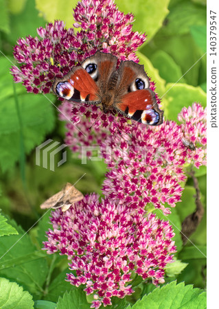 Beautiful Peacock butterfly (Aglais io) with vibrant eye spots sitting on pink Sedum (Stonecrop) flowers in sunny garden. 140379547