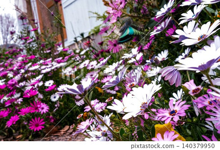 Spring, Summer, Gardening, Full Bloom, Close-up, Background Blur, Advertising Material Spring, Summer, Gardening, Full Bloom, Close-up, Background Blur, Advertising Material 140379950