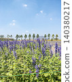 Purple Flower Field Under Clear Blue Sky in Rural Landscape 140380217