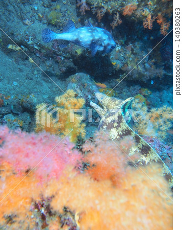 伊東海域遍布軟珊瑚和熱帶魚。 伊東海域遍布軟珊瑚和熱帶魚。 140380263