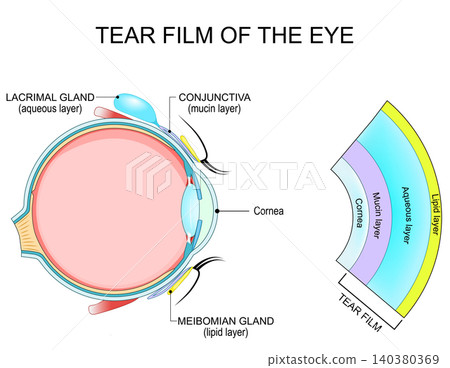 Tear film. eye with Conjunctiva, Meibomian gland, Lacrimal gland and Cornea. Layers of Tear film Tear film. eye with Conjunctiva, Meibomian gland, Lacrimal gland and Cornea. Layers of Tear film 140380369