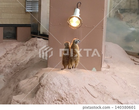 A moment when a meerkat keeps watch over its surroundings in an adorable pose. A moment when a meerkat keeps watch over its surroundings in an adorable pose. 140380601