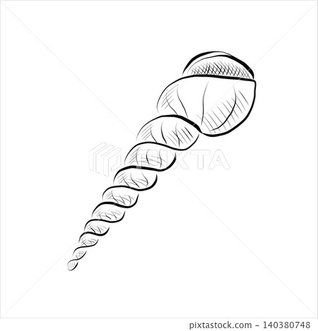 Contour drawing of line art of a seashell in a river, sea, ocean. Contour drawing of line art of a seashell in a river, sea, ocean. 140380748