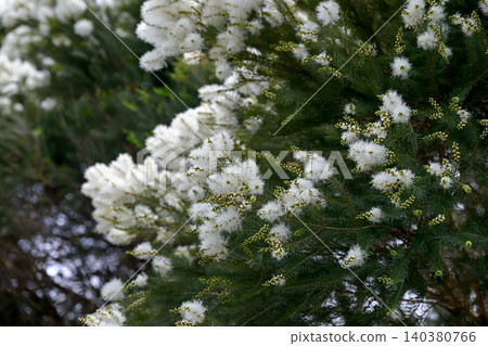 Tea tree flowers Tea tree flowers 140380766
